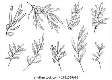 Sea buckthorn branches and leaves and olive tree branches and leaves in the hand drawn set