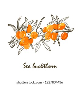 The sea buckthorn, color and sketch. Vector hand drawn color botanical sketch style.  Elements for menu, greeting cards, wrapping paper, cosmetics packaging, labels, tags, posters etc