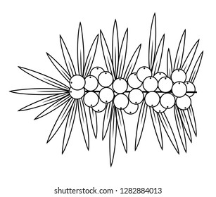 Sea buckthorn, cute medicinal plant. Healthy berry for health and medicine. Graphic image. Vector illustration.