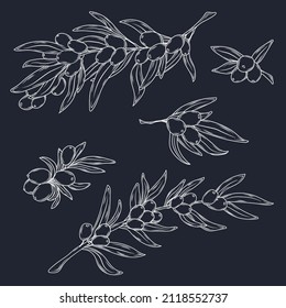 Sea buckthorn doodle vector stock illustration.
