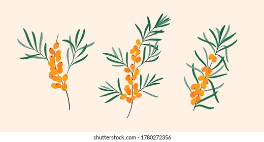 Sea buckthorn. Flat vector naturalistic illustration.