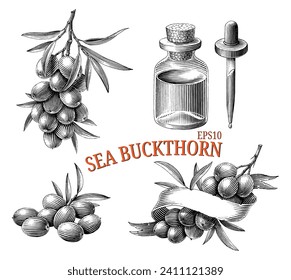 Sea buckthorn hand drawing vintage engraving style black and white clip art