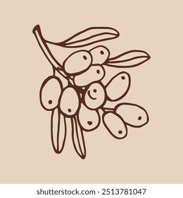 Mar buckthorn desenhado à mão ilustração vetor. Ramo com bagas, e folhas.