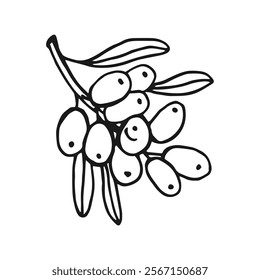 Sea buckthorn hand drawn vector illustration. Branch with berries, and leaves.