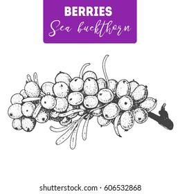 Sea buckthorn hand drawn vector illustration set. Engraved food image.