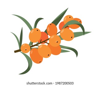 Sea buckthorn icon isolated on the white background. Orange berries on branch witn green leaves. Vector illustration of medical plants, herbs for nature or healthy vitamin C food design.