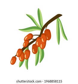 Sea buckthorn icon. A source of vitamin C. Useful small orange berries on a branch with a leaf, summer or autumn harvest in the garden. Vector illustration