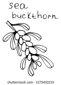 Sea buckthorn icons on a beautiful background. Elements for your design. Hand drawn vector illustration. A series of food and drink and culinary ingredients.