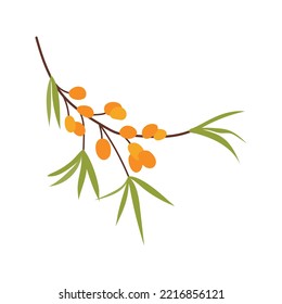 Sea buckthorn illustration. Thanksgiving autumnal natural decorative element. Berry branch with leaves. Sea berry botanical vector illustration, isolated on white background. Happy Thanks giving day. 