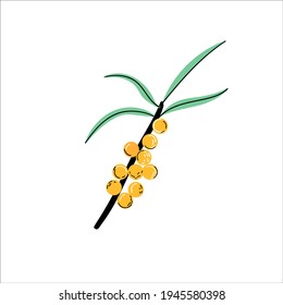 Sea buckthorn isolated on the white background