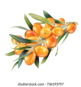 Sea buckthorn isolated on the white. Vector illustration in 3d style. The concept of realistic image of medical plants, herbs. Designed to create package of health, beauty natural products.