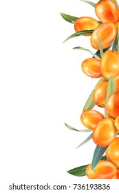 Sea buckthorn isolated on the white. Vector illustration in 3d style. The concept of realistic image of medical plants, herbs. Designed to create package of health, beauty natural products.