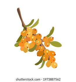 Sea Buckthorn with leafs in vector on a white background