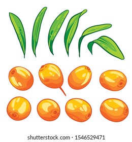 Sea buckthorn with leaves isolated on white background. Branch of berries. Hand drawn vector illustration. 