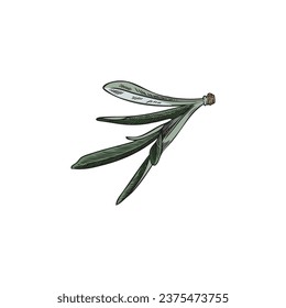 Sea buckthorn leaves vector drawing. Agricultural and wild plant isolated on white background. Summer herb foliage illustration. Botanical hand drawn floral decoration element
