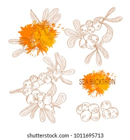 Sea buckthorn. Oil. Berries. Sketch. On a white background. Monochrome
