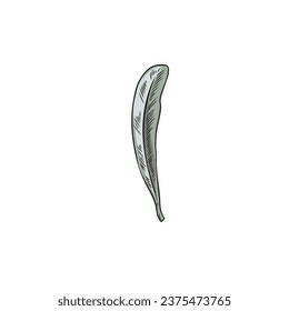 Sea buckthorn one leaf vector drawing. Agricultural or wild plant isolated on white background. Summer herbal illustration. Botanical hand drawn floral decoration single element