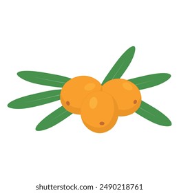 Sea buckthorn. orange berries and green leaves. fresh sea buckthorn fruits vector illustration