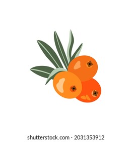 Sea buckthorn plant, fruits. Vector illustration of sea buckthorn berries isolated on white background. 