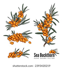 Sea buckthorn, set of colorful vector illustrations. Isolated on white background. Collection of buckthorn berries on a branches with green leaves, in sketch style.