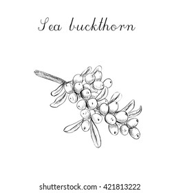 sea buckthorn sketch illustration vector