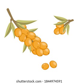 Sea buckthorn sprig in watercolor style. Sea buckthorn isolated on a white background. Vector flat drawing of juicy berries.