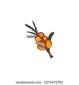 Sea buckthorn, summer harvest fruit illustration. Hand drawn vector orange berries and leaves isolated on white background. Natural fresh vegetarian food, healthy vitamin herb