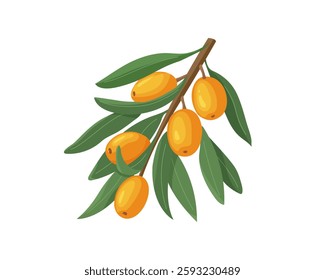 Sea Buckthorn tree branch with ripe orange berries and green leaves. Botanical Illustration for natural, organic cosmetics, herbal products and vegan products isolated on white. 