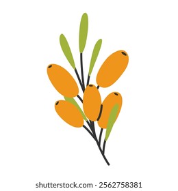 Sea buckthorn twig, simple hand drawn style. Nutrition organic food. Wild forest berries
