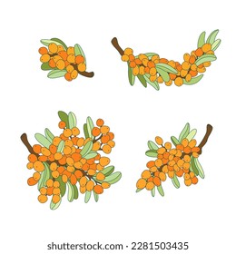 Sea buckthorn vector drawing. Berry branch on white background. Vector illustration, image of medical plants, herbs. Design to create package of health, beauty natural products