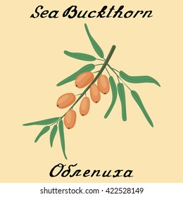 Sea buckthorn. Vector drawing and hand-lettering. In English and Russian texts. Eco Friendly. For labels, flyers, online stores. Natural cosmetic. Bio products. Food, spices
