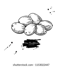 Sea buckthorn vector drawing. Isolated berry  sketch on white background.  Summer fruit engraved style illustration. Detailed hand drawn vegetarian food. Great for label, poster, print