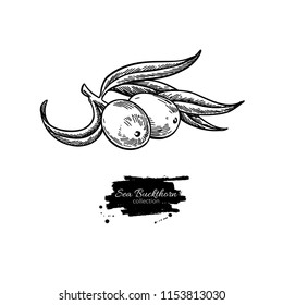 Sea buckthorn vector drawing. Isolated berry branch sketch on white background.  Summer fruit engraved style illustration. Detailed hand drawn vegetarian food. Great for label, poster, print