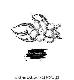 Sea buckthorn vector drawing. Isolated berry branch sketch on white background.  Summer fruit engraved style illustration. Detailed hand drawn vegetarian food. Great for label, poster, print