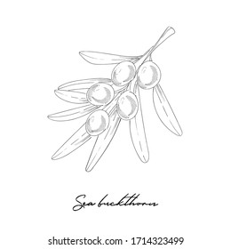 Dibujo vectorial de espinas marinas. Dibujo aislado de bizcochos de bayas sobre fondo blanco. Frutos de verano ilustraciones de estilo grabado. Platos vegetarianos detallados a mano. Excelente para etiquetas, afiches, impresión