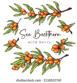 Sea buckthorn vector drawing. Isolated berry branch on white background.