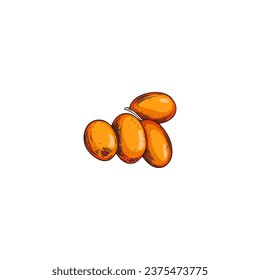 Sea buckthorn vector hand drawn drawing. Fresh orange berries bunch. Summer ripe fruit isolated illustration on white. Natural vitamin herb, healthy vegetarian food