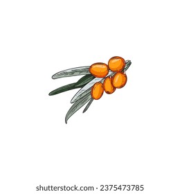 Sea buckthorn vector hand drawn orange berries with leaves. Summer harvest fruit natural fresh vegetarian food, healthy vitamin herb illustration isolated on white