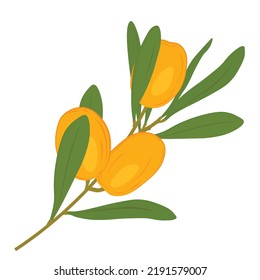 Sea buckthorn is the yellow fruit of a shrub. Vector stock illustration. Orange ripe berries. Isolated on a white background.