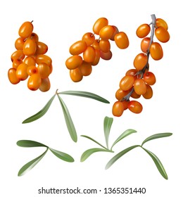 Sea buckthorn, yellow ripe berries and green leaves, set isolated on white background. Collection of juicy sea-buckthorn fruit, design element for packaging cosmetics, food, tea and medical oil
