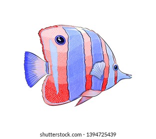 sea butterfly fish striped blue-red
