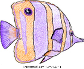 sea butterfly fish striped orange-purple