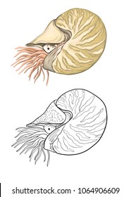 Sea cancer. Sea collection. Original hand drawn. Vector illustration. Colored and outline hand drawing. Isolated on white background.