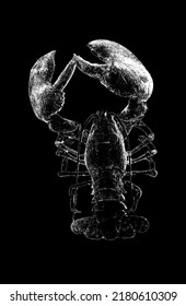 Sea cancer on an isolated black background. Vector illustration .