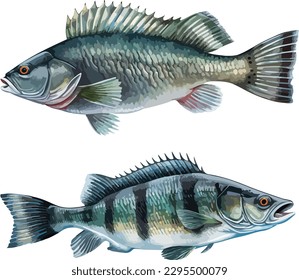 Sea ​​bass clipart, isolated vector illustration.