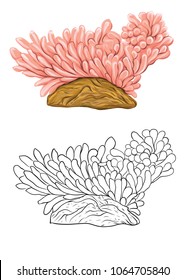 Sea collection. Original hand drawn. Vector illustration. Outline hand drawing.  Isolated on white background. Isolated on white background. Isolated on white background.