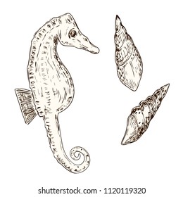 Sea collection. Original hand drawn illustration in vintage style. Graphic sea elements with brown outlines. Sea horse and two shells. For cards, menus of fish restaurants, fabric design