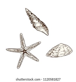 Sea collection. Original hand drawn illustration in vintage style. Graphic sea elements: seafish, starfish ande shell. Perfect for invitations, menu, wrapping paper, textile, wedding and web design
