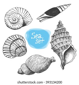 Sea collection of  shells. Original hand drawn illustration. Vector