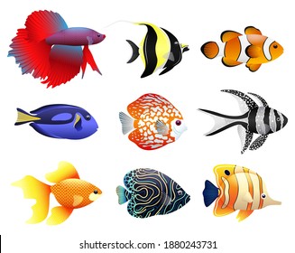 Sea collection of tropical fish. Different types of fish, underwater animals.